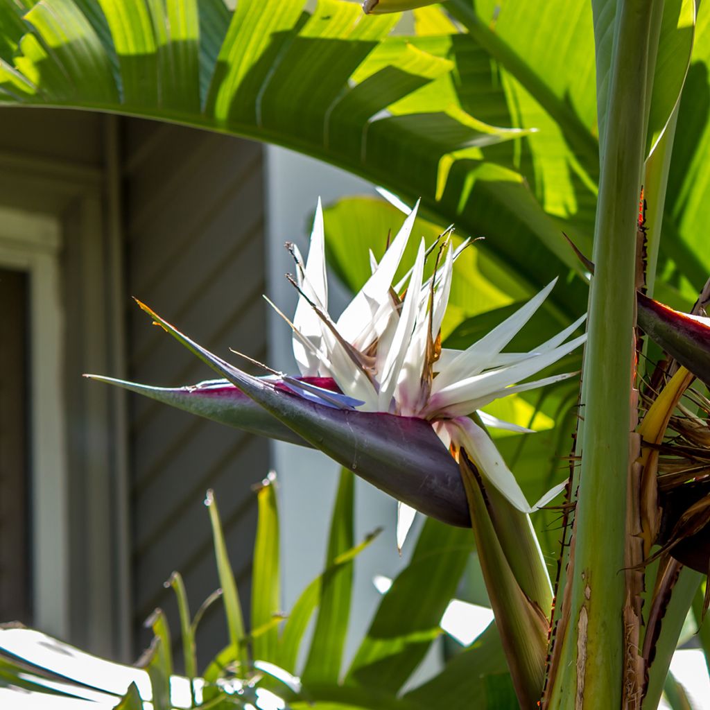 Strelitzia nicolai em sementes
