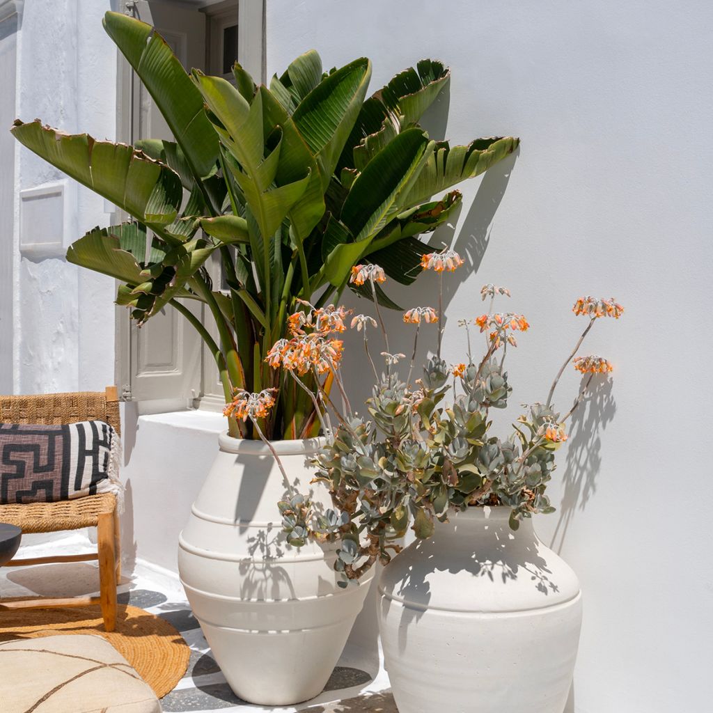 Strelitzia nicolai em sementes