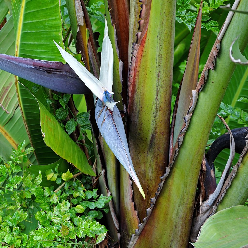 Strelitzia nicolai em sementes
