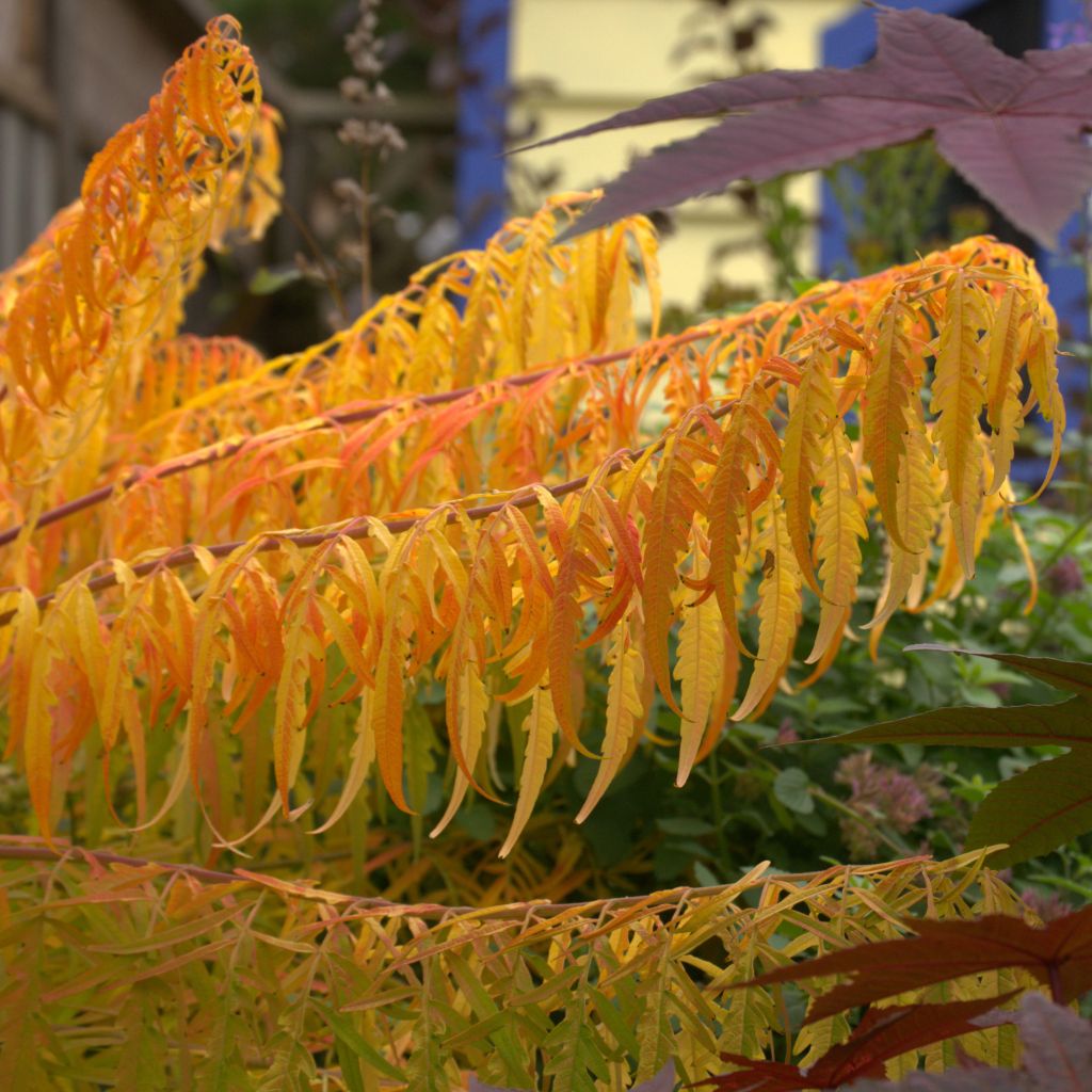 Rhus typhina Tiger Eyes