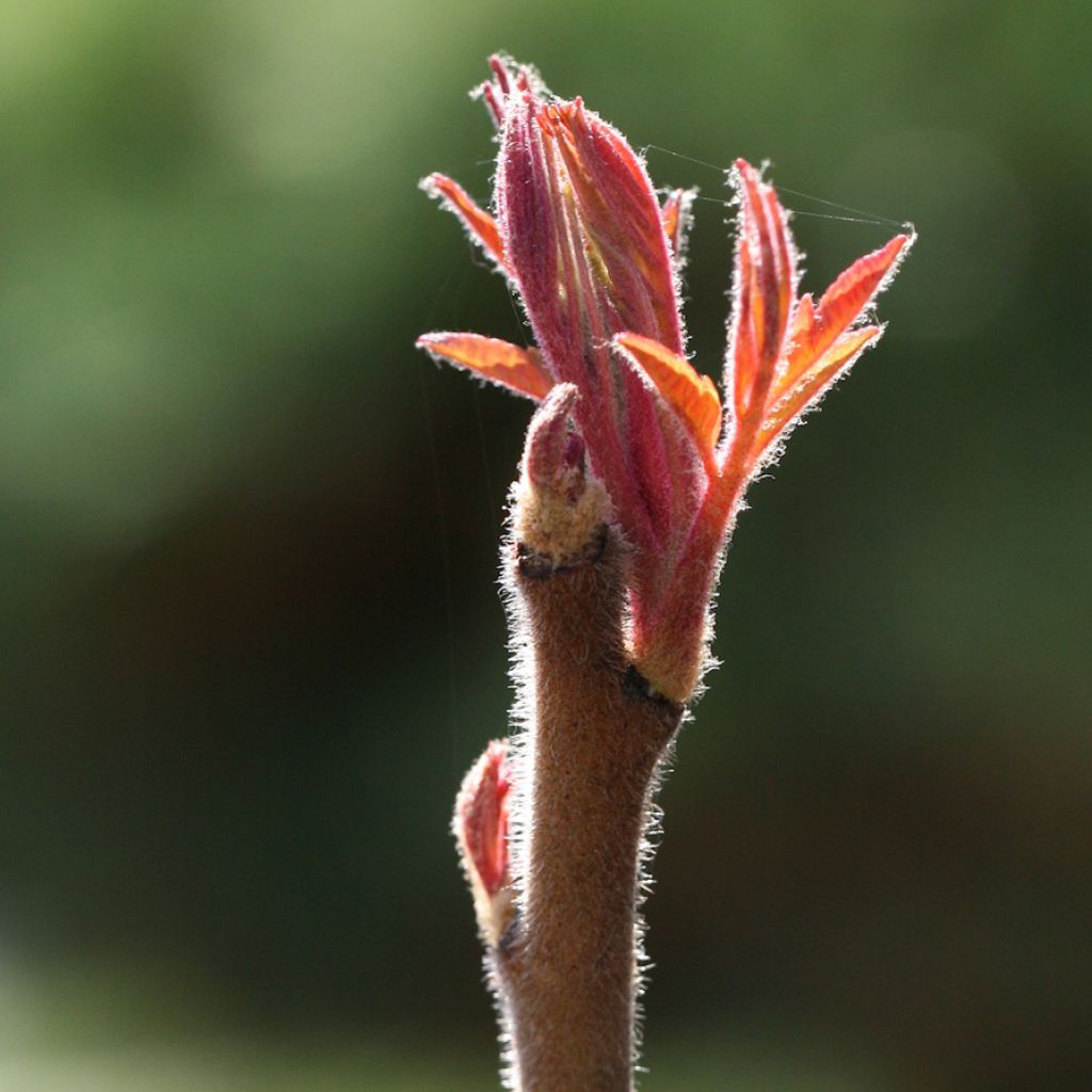 Rhus typhina Tiger Eyes