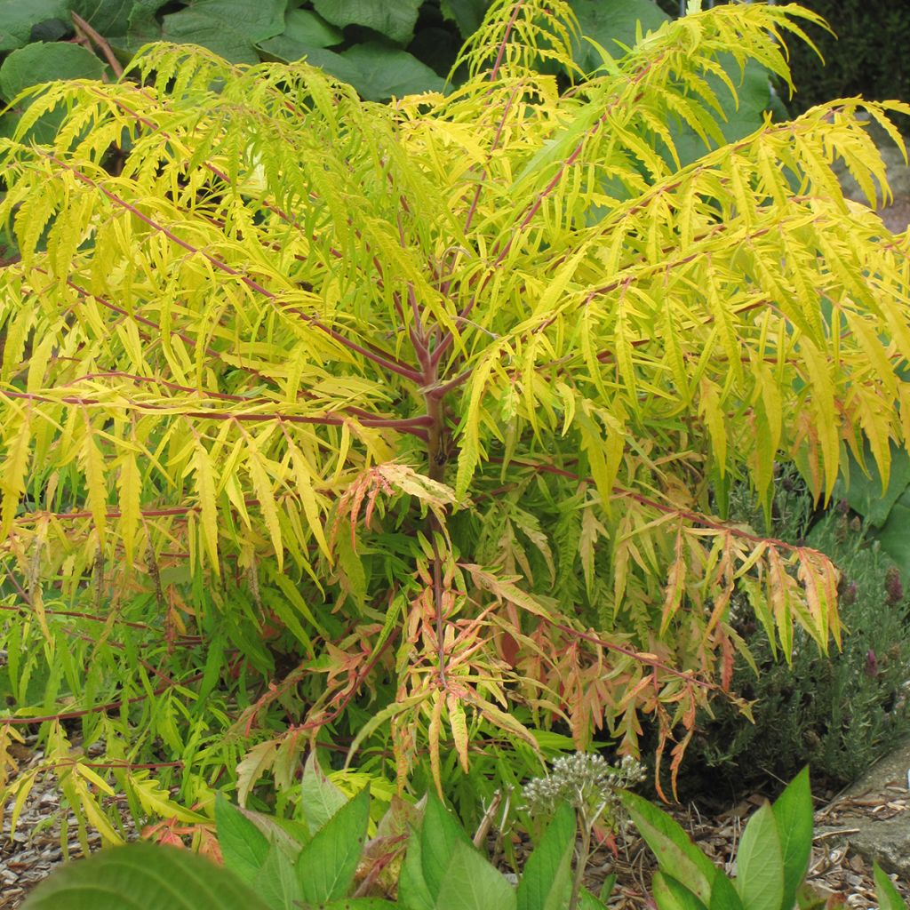 Rhus typhina Tiger Eyes