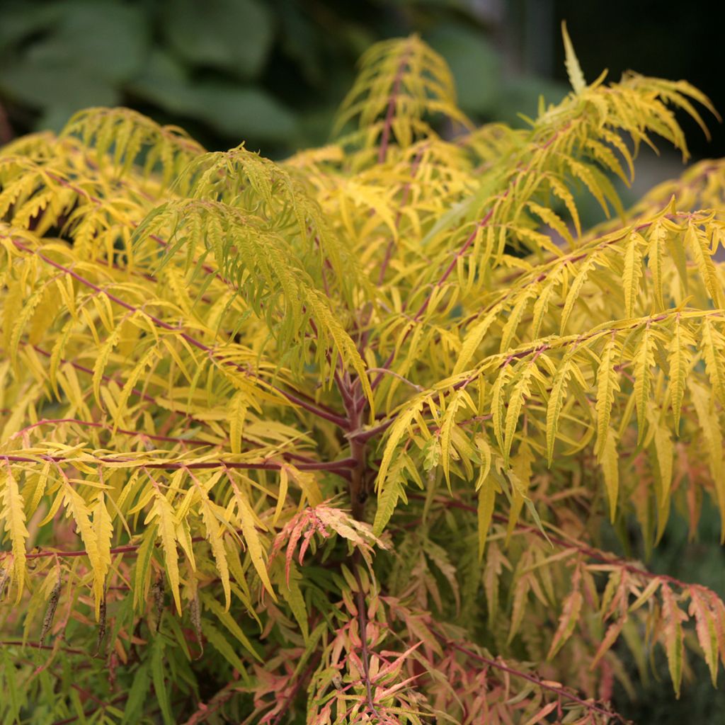 Rhus typhina Tiger Eyes