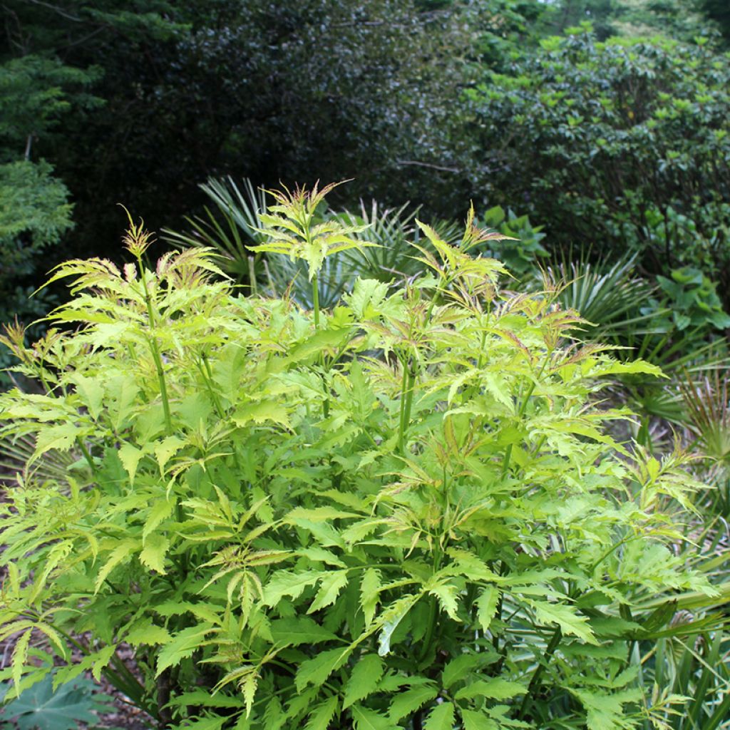 Sambucus racemosa Sutherland Gold
