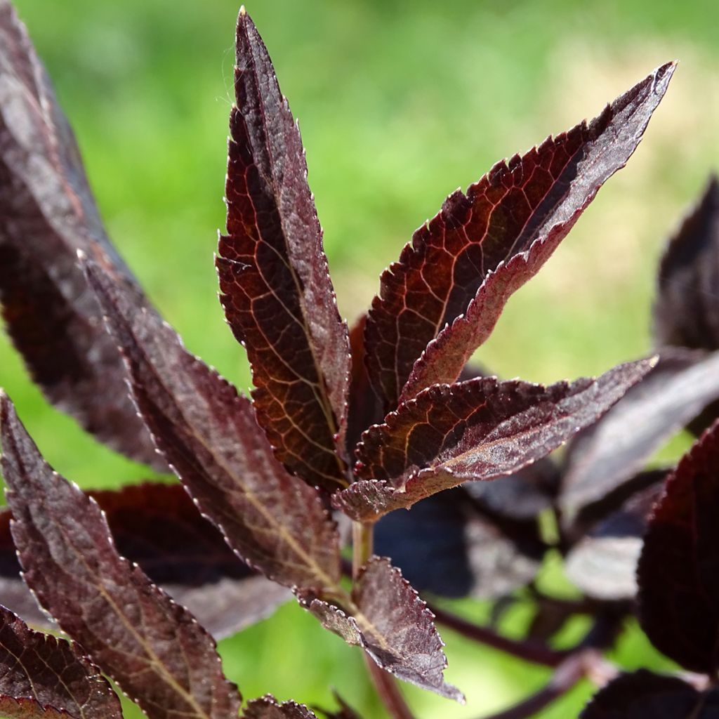 Sambucus nigra Black Beauty