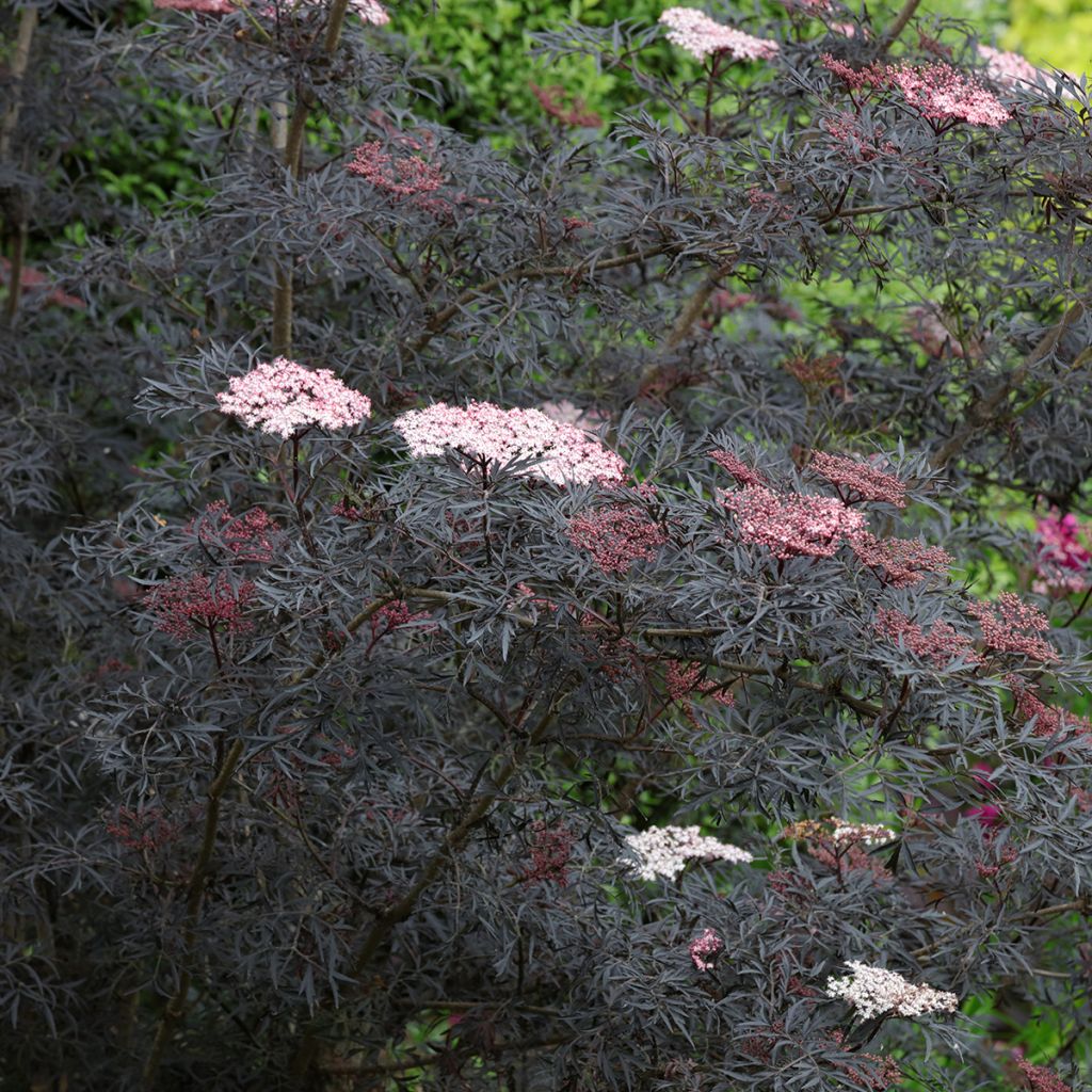 Sambucus nigra Black Lace