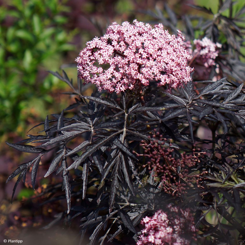 Sambucus nigra Cherry Lace