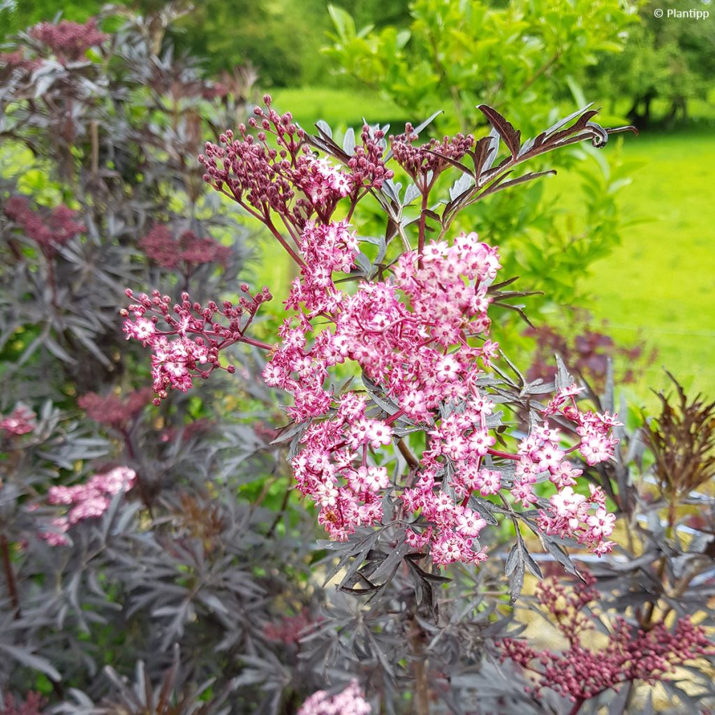 Sambucus nigra Cherry Lace