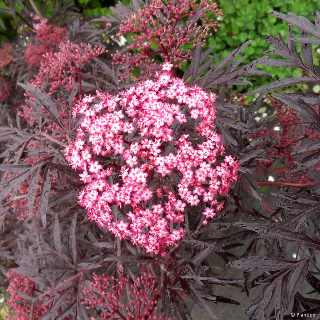 Sambucus nigra Cherry Lace