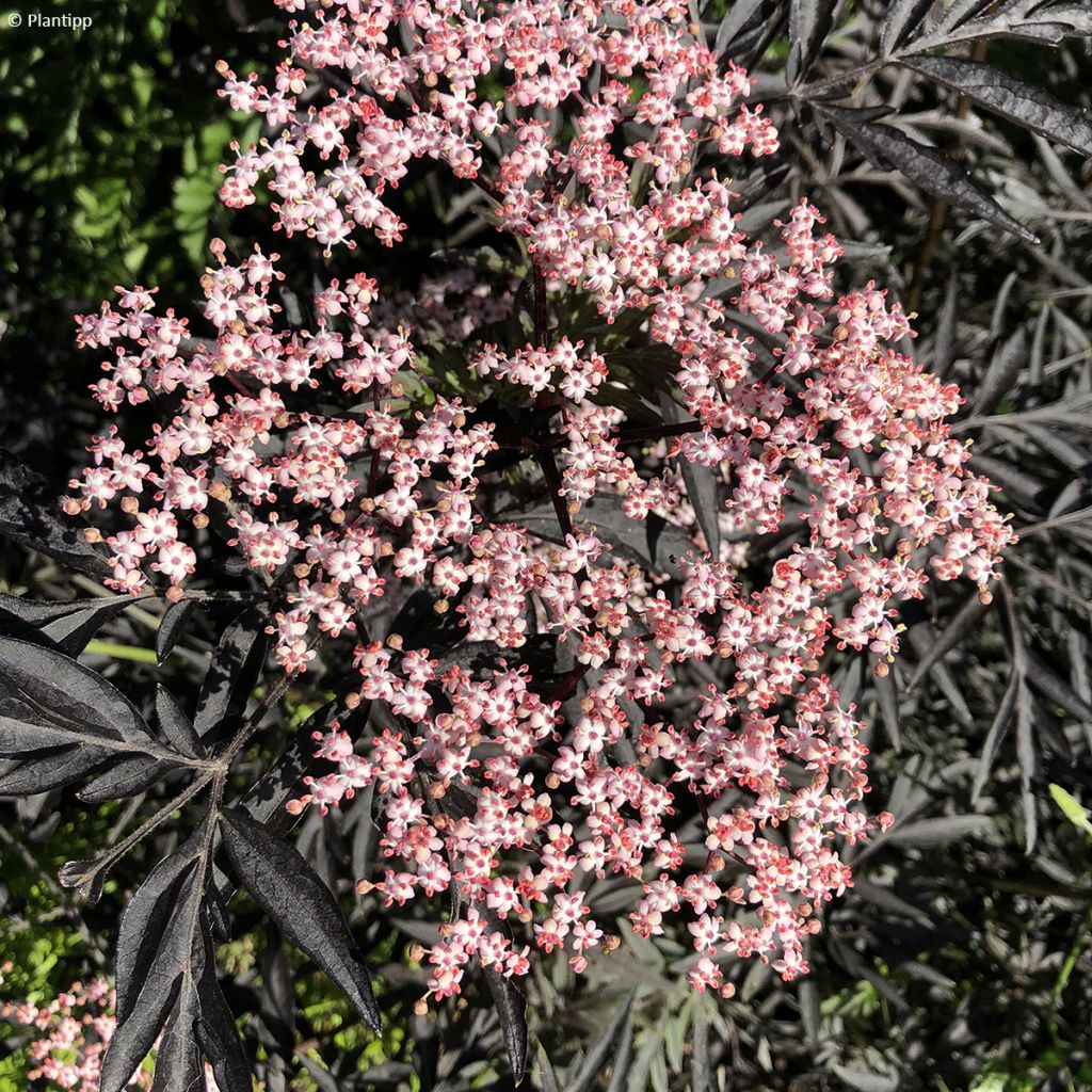 Sambucus nigra Cherry Lace