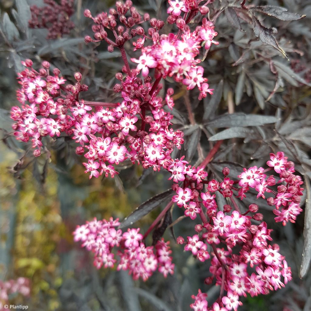 Sambucus nigra Cherry Lace