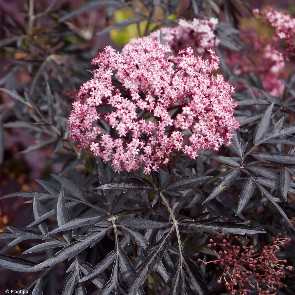 Sambucus nigra Cherry Lace