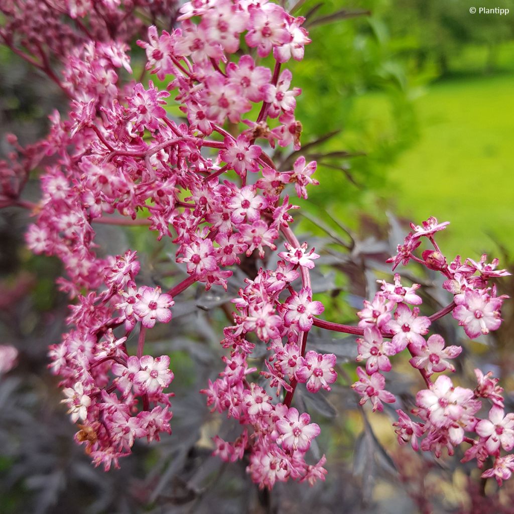 Sambucus nigra Cherry Lace