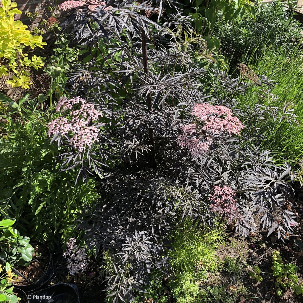 Sambucus nigra Cherry Lace