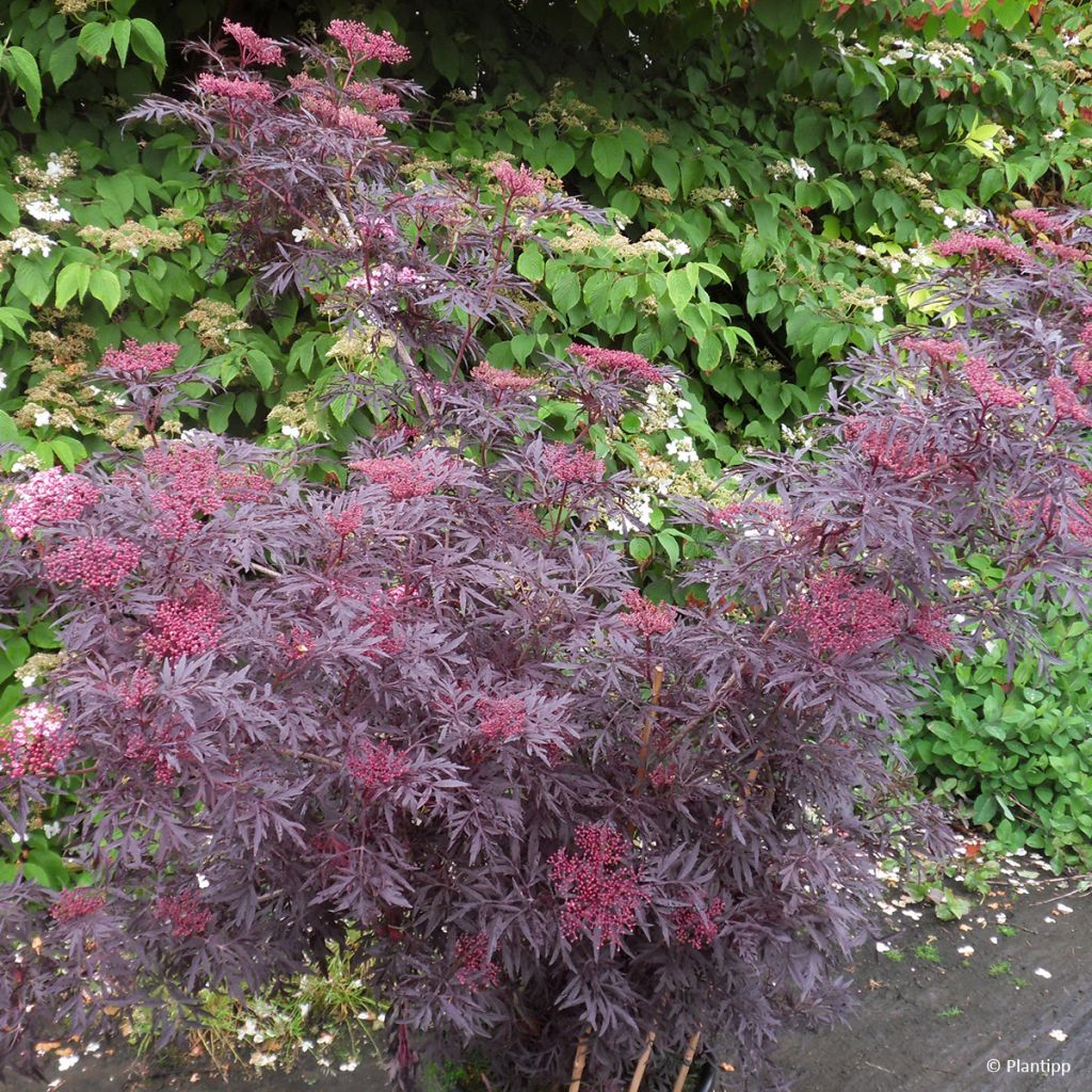 Sambucus nigra Cherry Lace