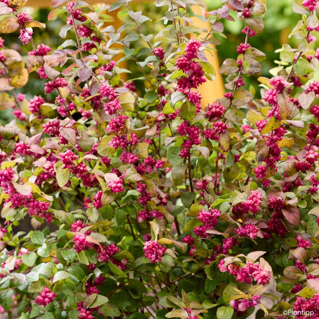 Symphoricarpos Little Berry - Baga-coral