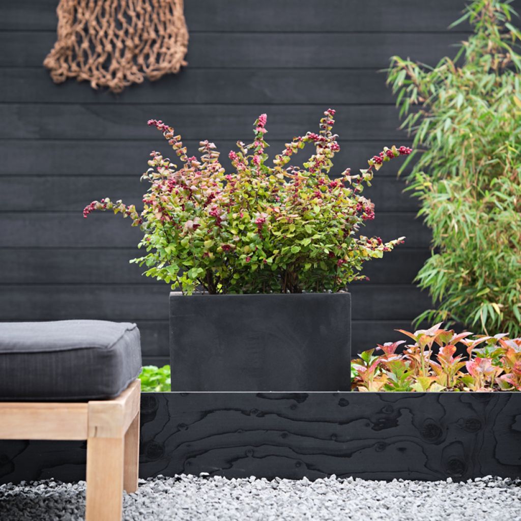 Symphoricarpos doorenbosii Magical Berry Christmas