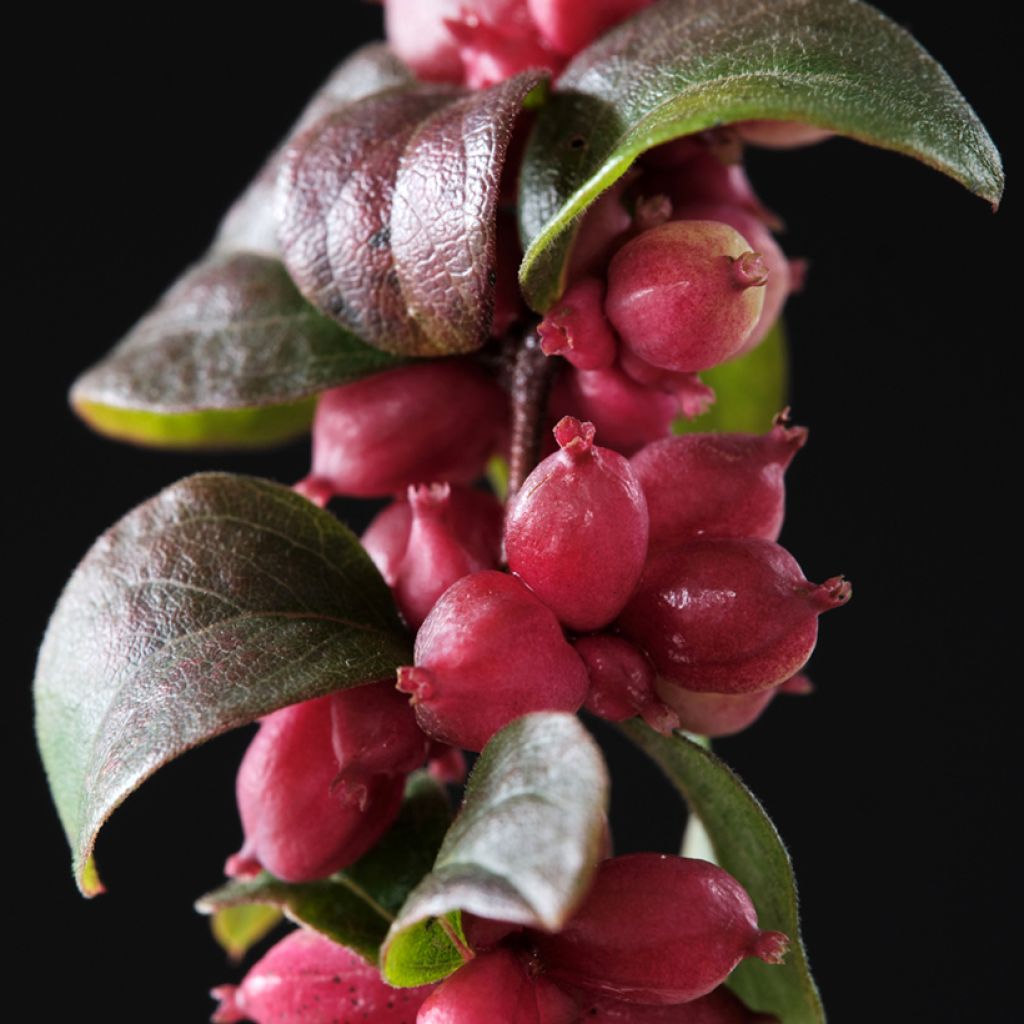 Symphoricarpos doorenbosii Magical Berry Christmas