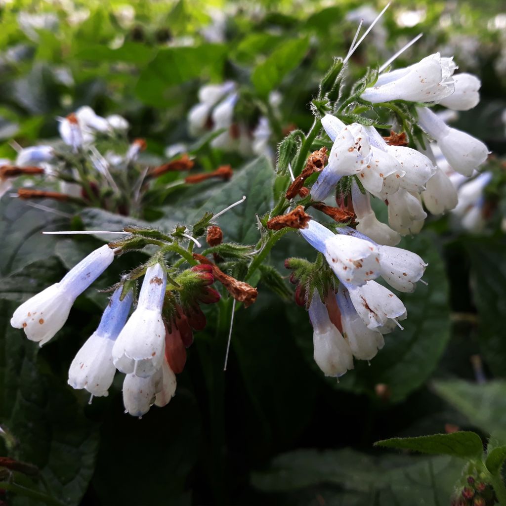 Symphytum grandiflorum Hidcote Blue
