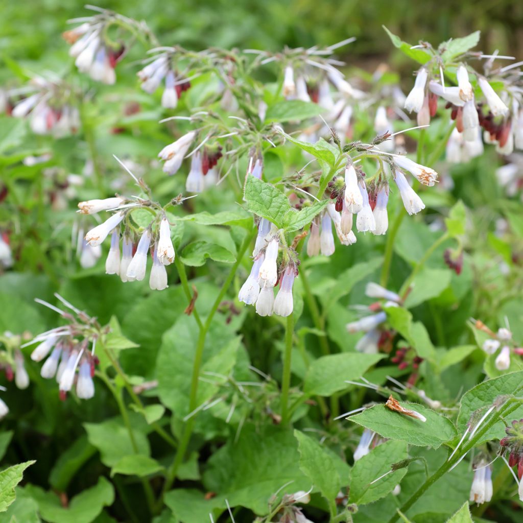 Symphytum grandiflorum Hidcote Blue