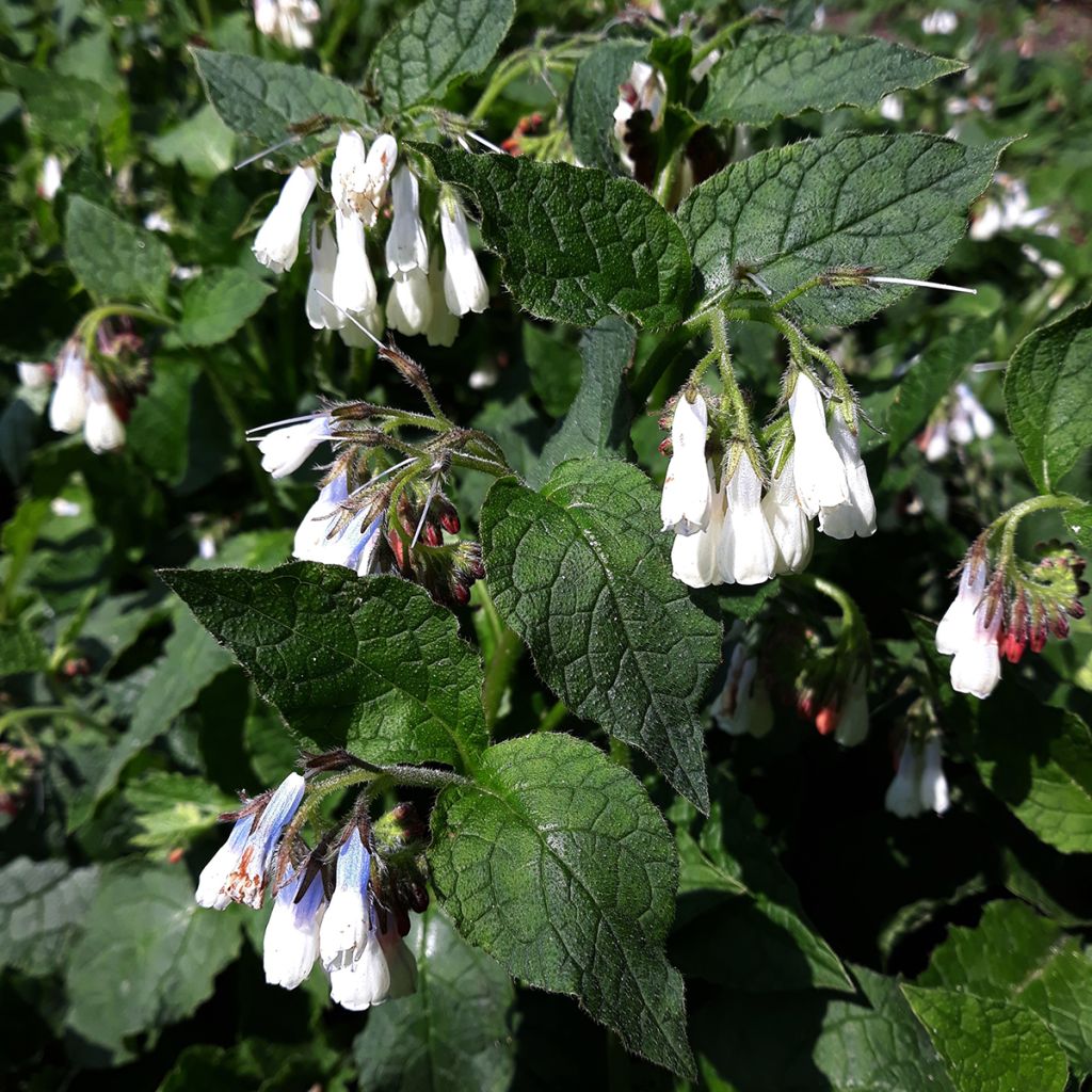 Symphytum grandiflorum Hidcote Blue