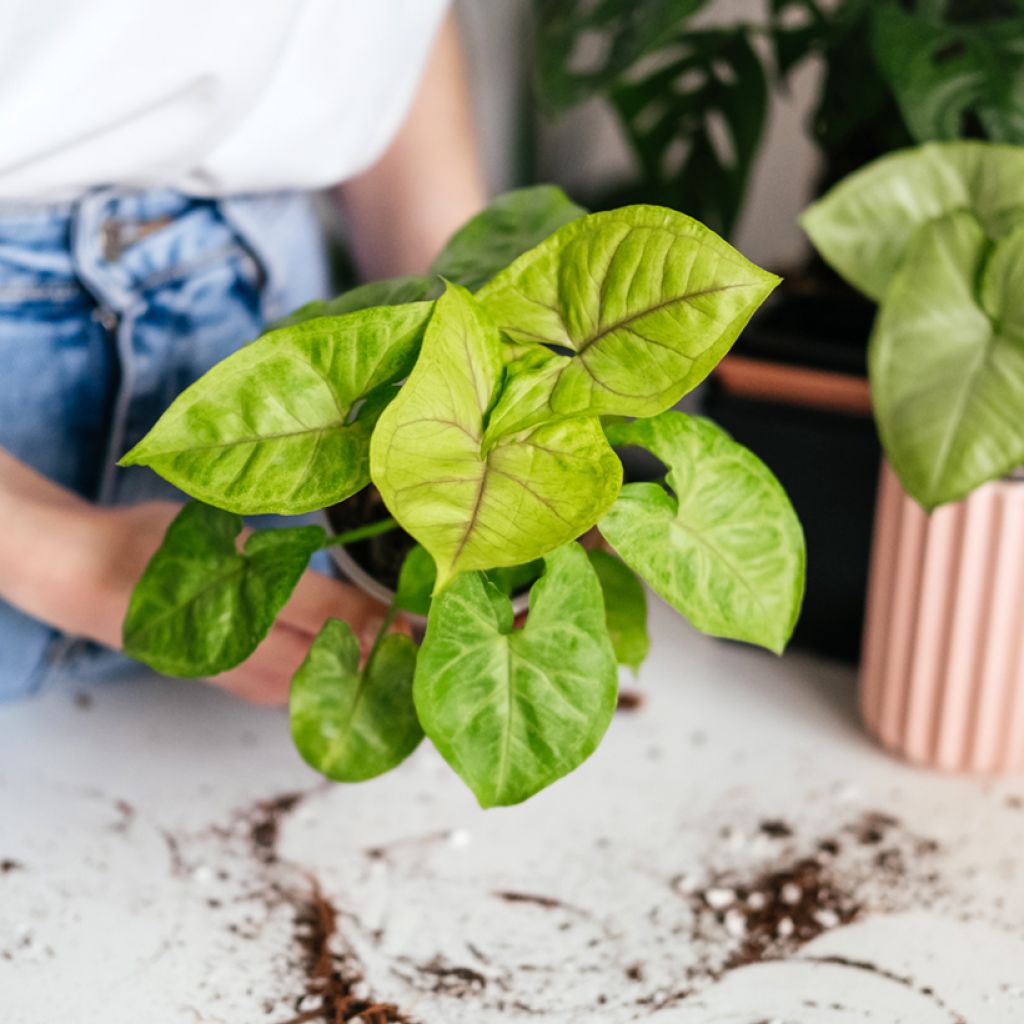 Singónio Golden Allusion