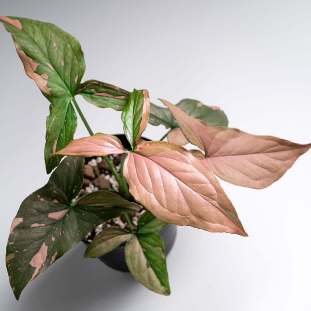 Syngonium podophyllum Pink Splash