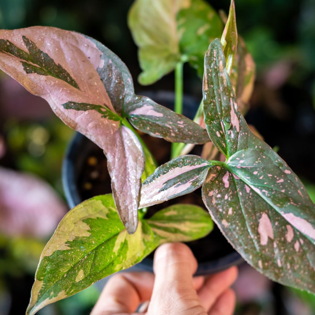 Syngonium podophyllum Pink Splash