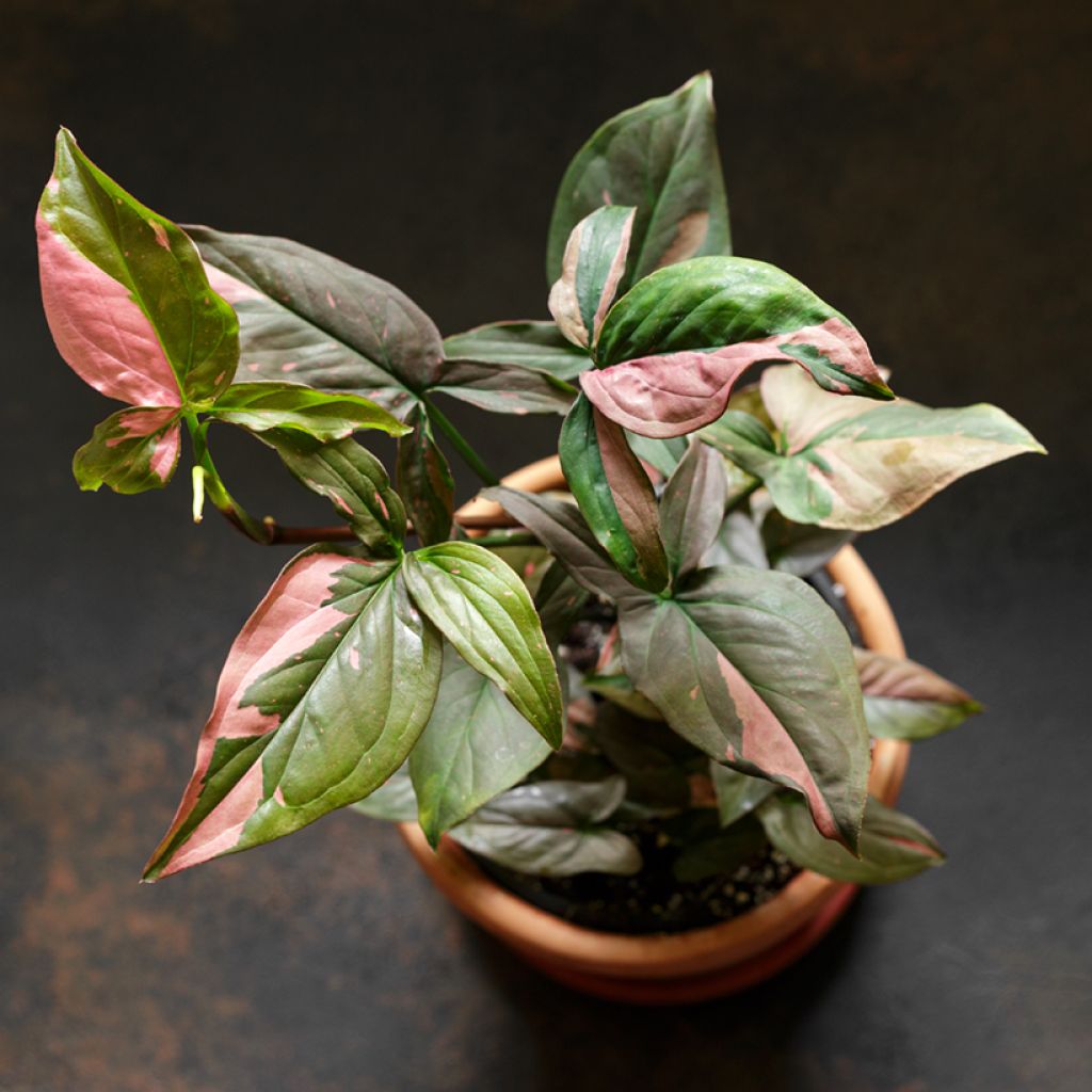 Syngonium podophyllum Pink Splash