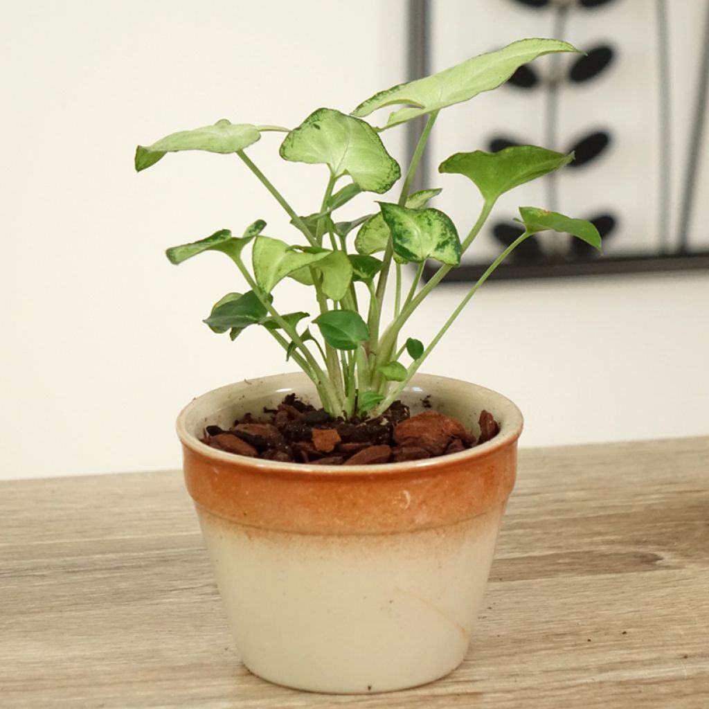 Syngonium podophyllum Snow White