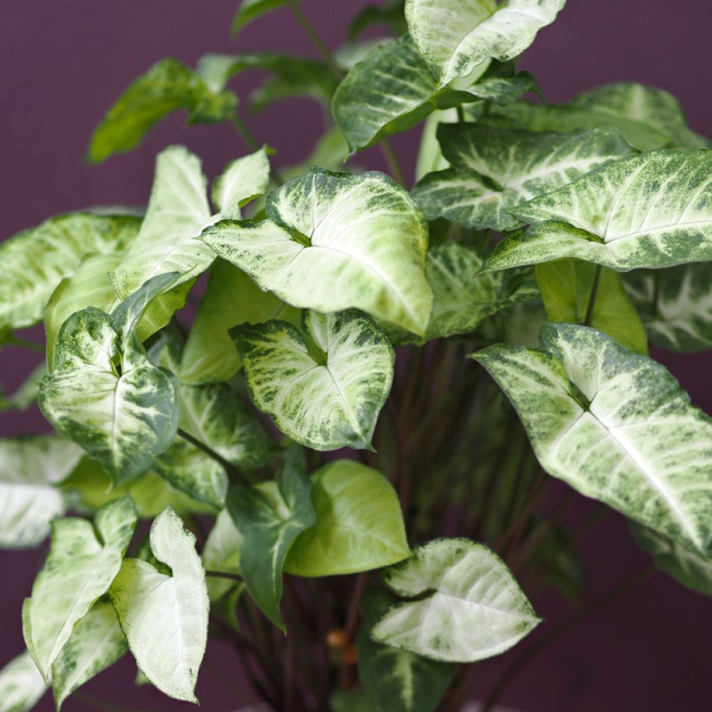 Syngonium podophyllum Snow White