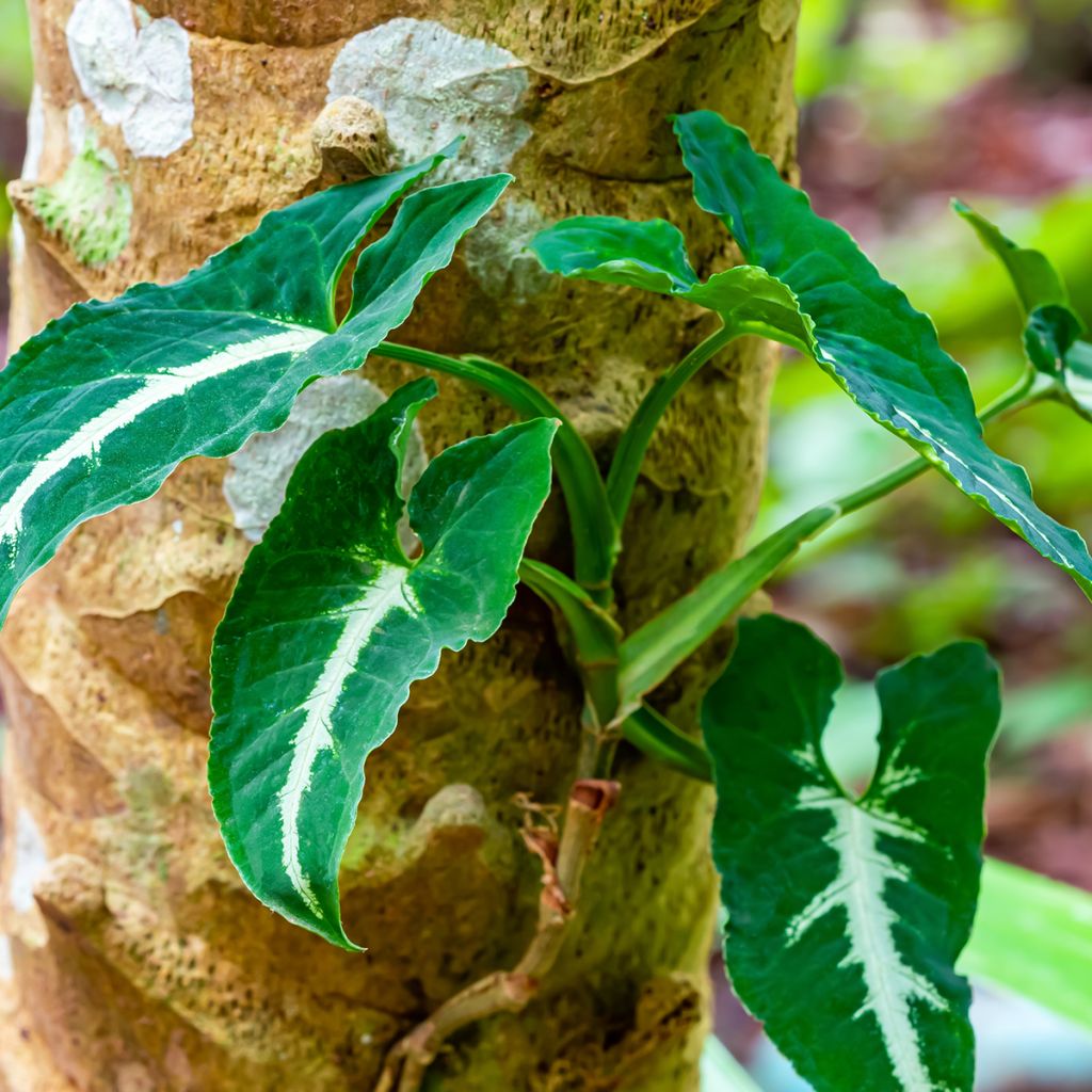 Syngonium wendlandii