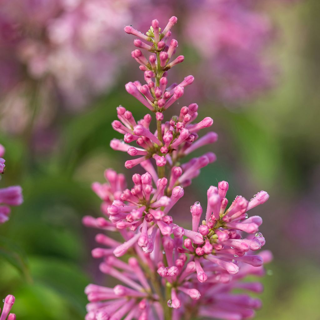Syringa prestoniae Pinktini