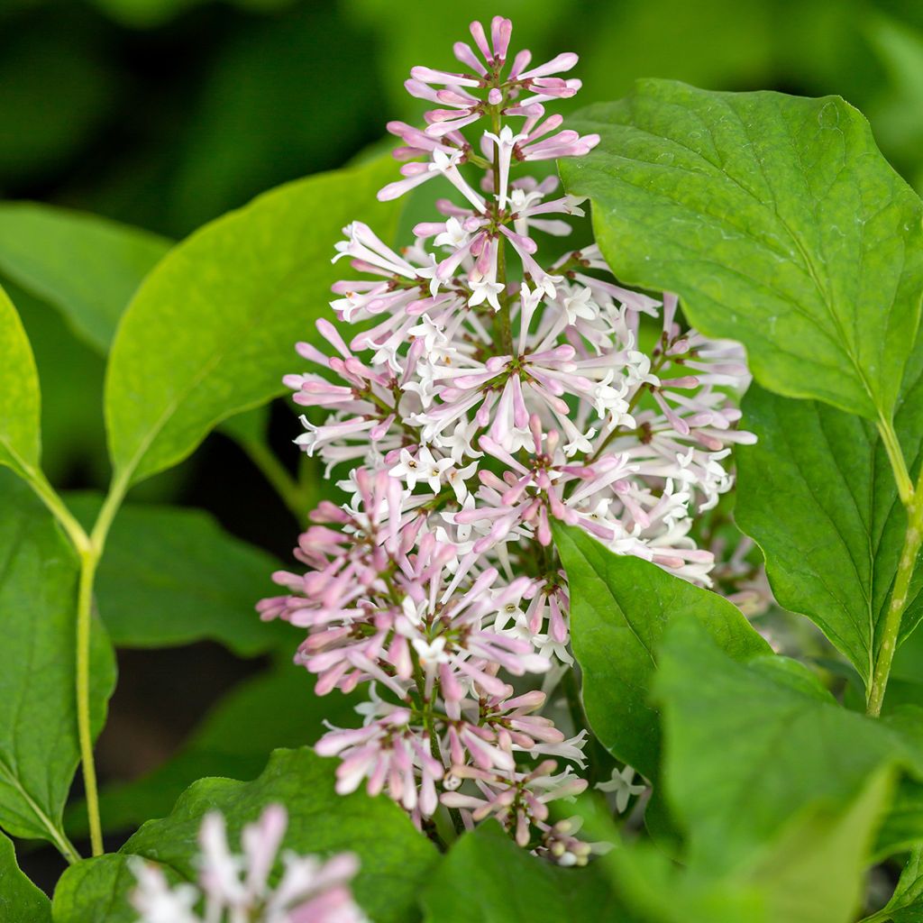 Syringa Little Lady