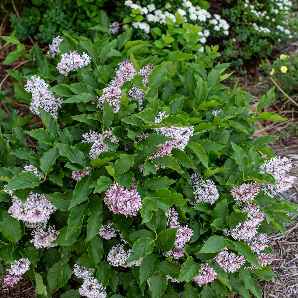 Syringa Little Lady