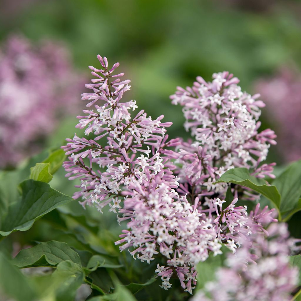 Syringa Little Lady