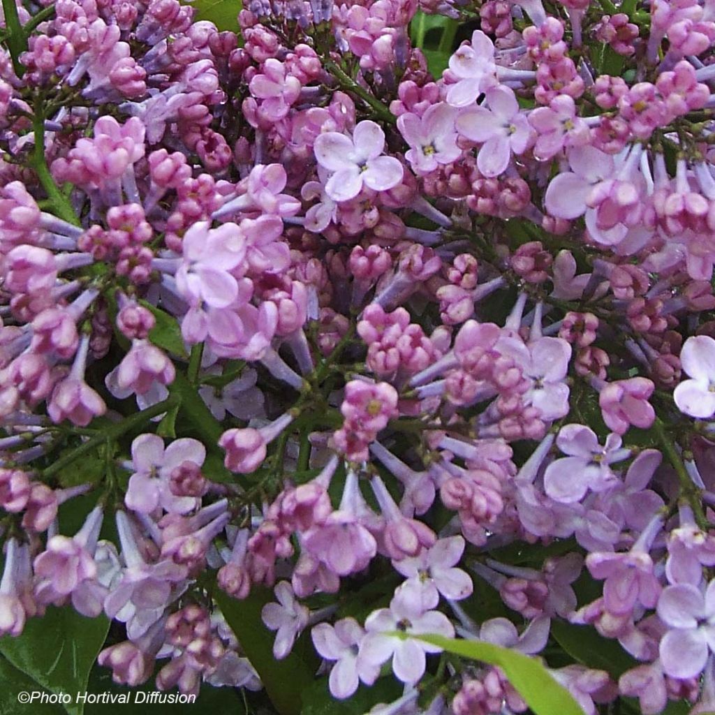 Lilas à fleurs de jacinthe Maiden's Blush - Syringa (x) hyacinthiflora 