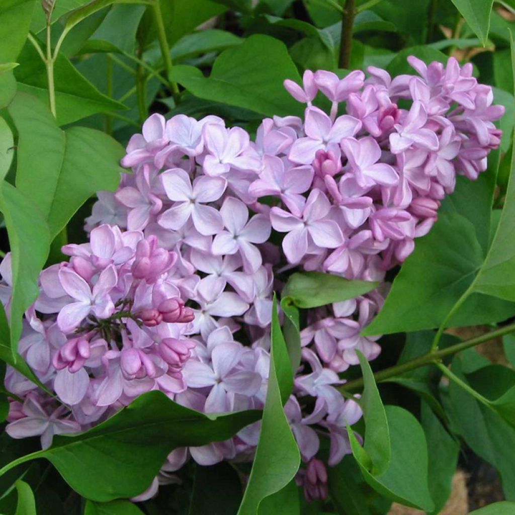 Syringa hyacinthiflora Esther Staley