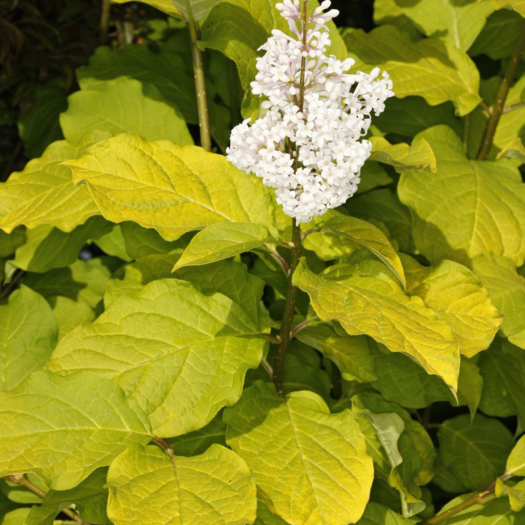 Syringa villosa Aurea
