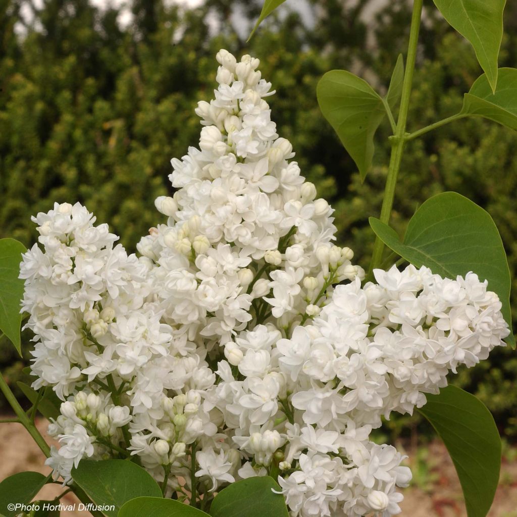 Syringa vulgaris Dentelle d'Anjou