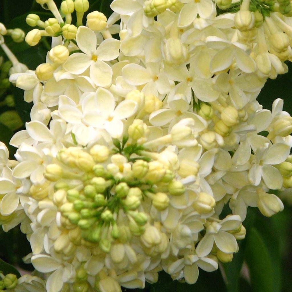 Syringa vulgaris Dentelle d'Anjou