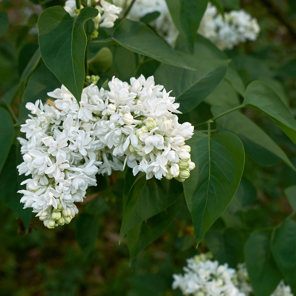 Syringa vulgaris Madame Lemoine