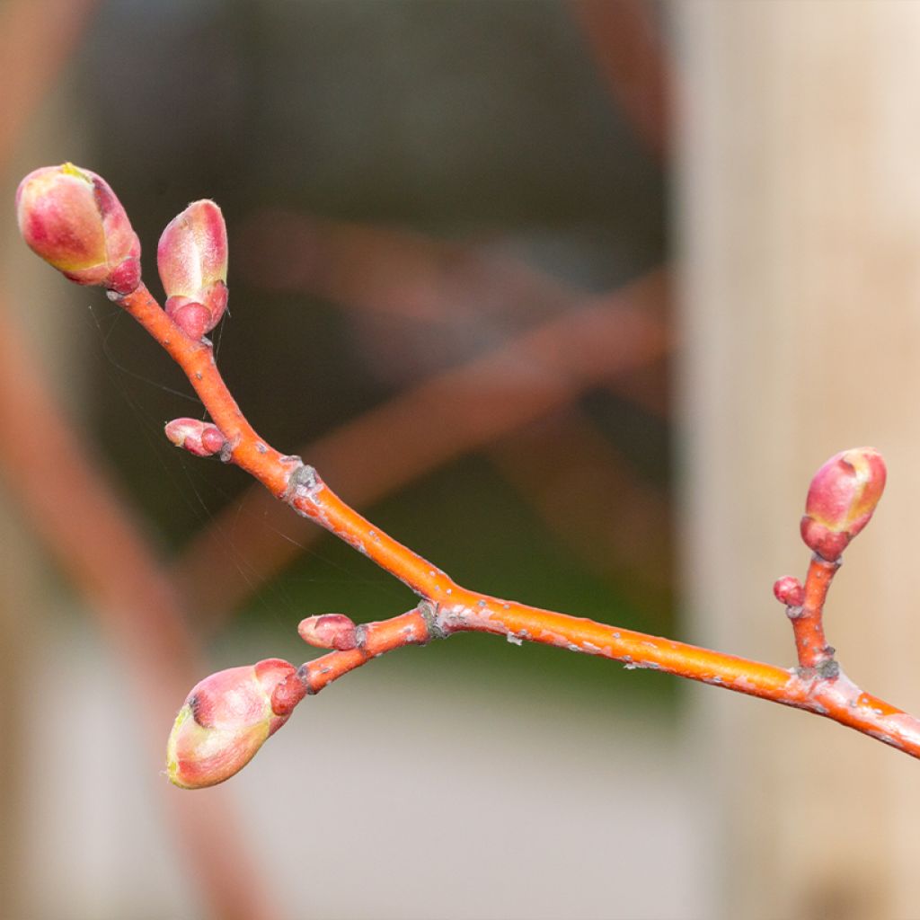 Tilia cordata Winter Orange