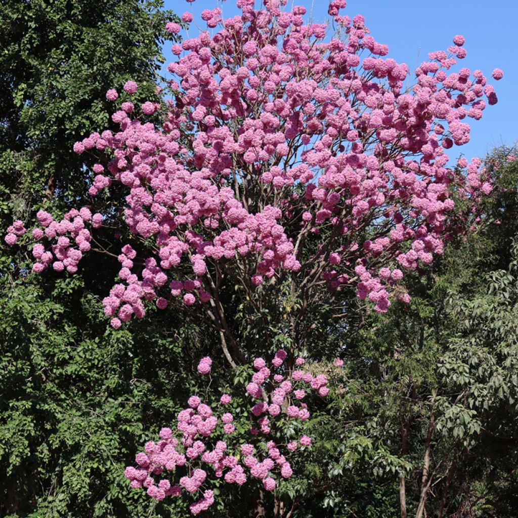 Tabebuia impetiginosa