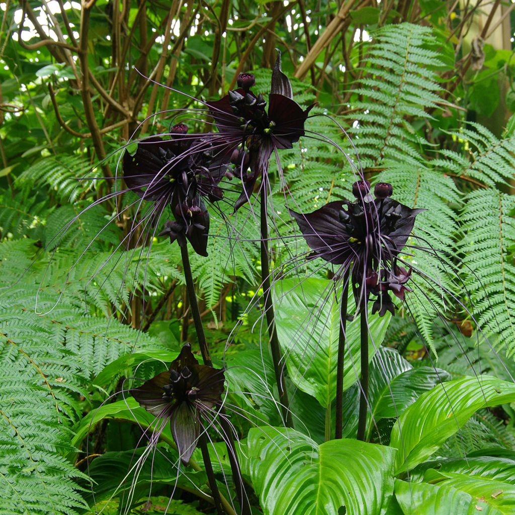 Tacca chantrieri - Flor-morcego