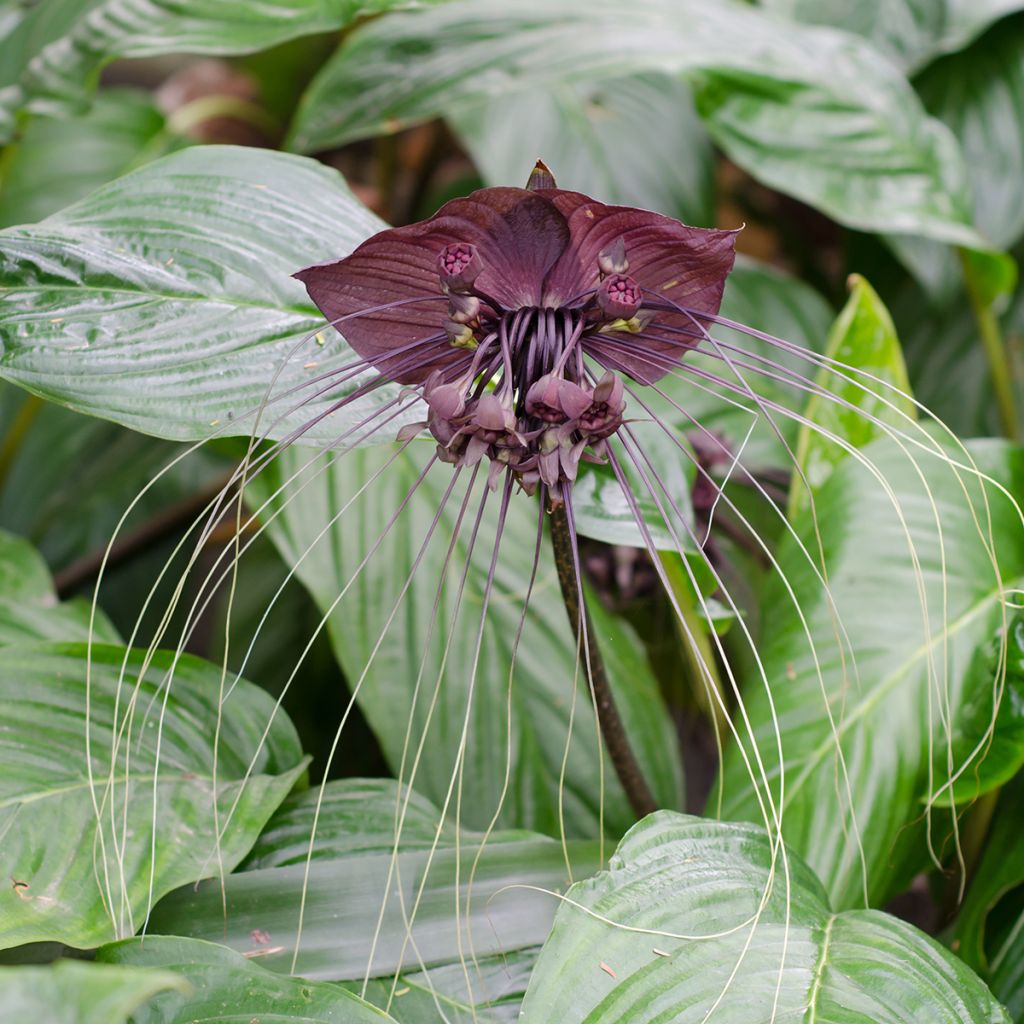 Tacca chantrieri - Flor-morcego