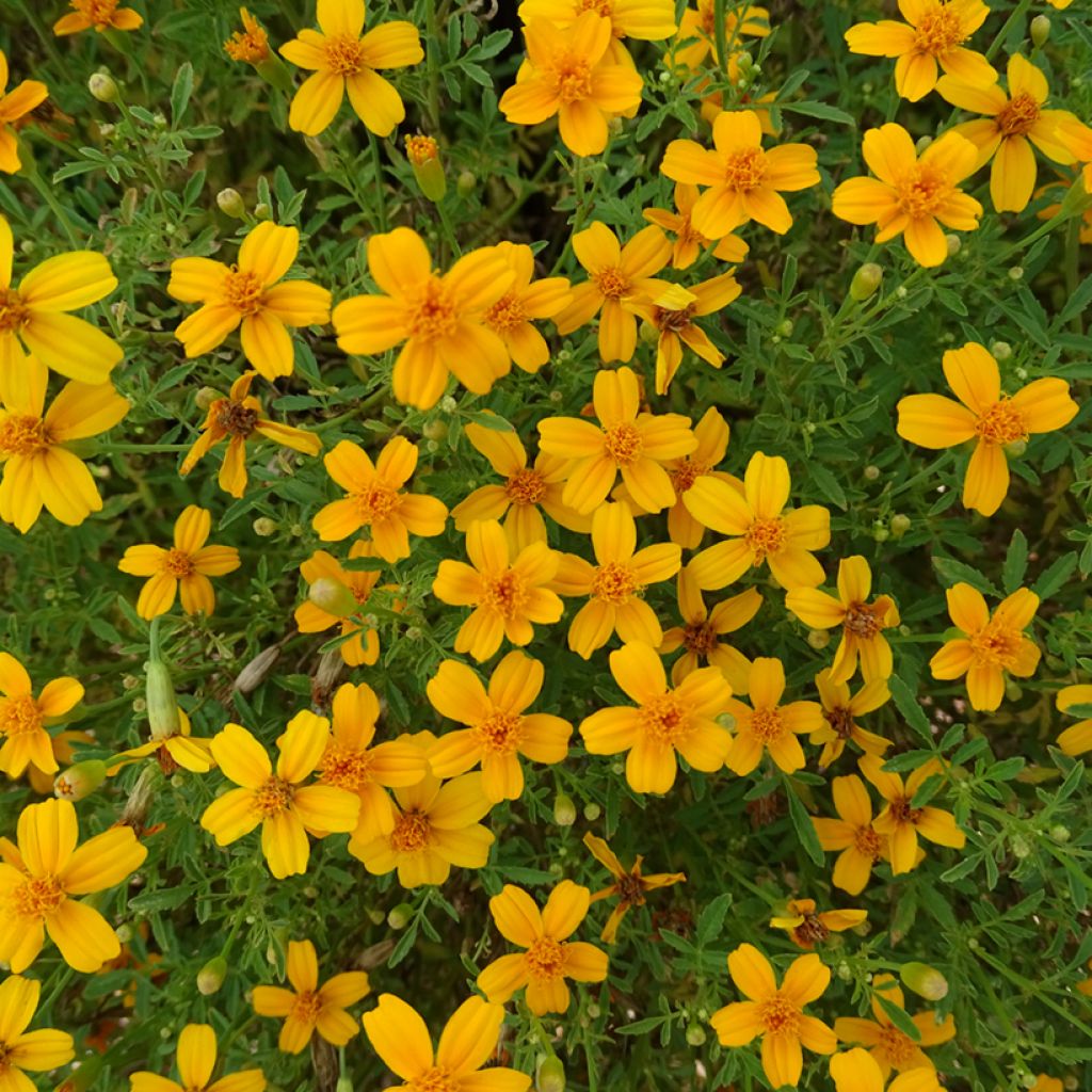 Tagetes Gold Medal