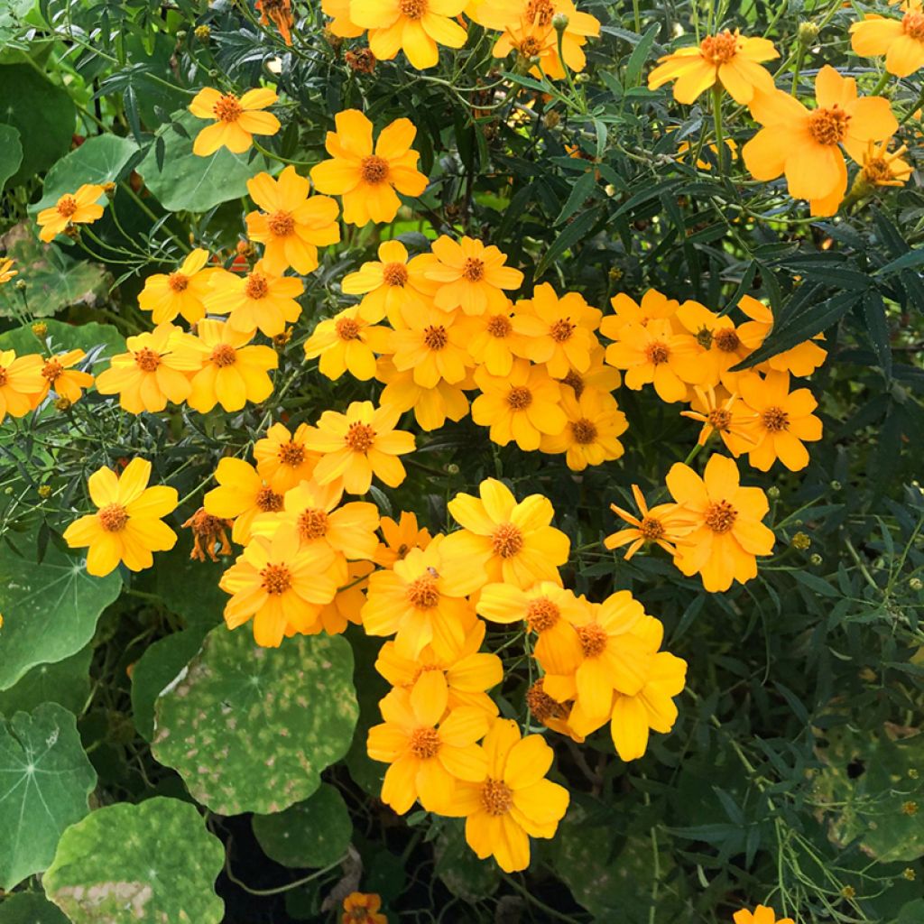 Tagetes lemmonii