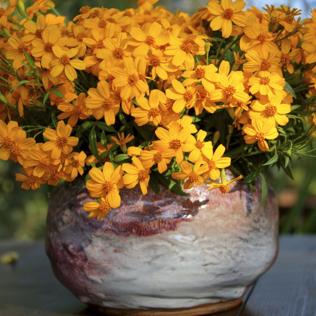 Tagetes lemmonii