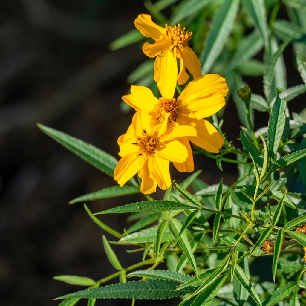 Tagetes lemmonii